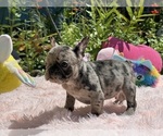 Small #25 French Bulldog
