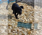 Small Photo #4 Rat Terrier-Unknown Mix Puppy For Sale in Oakhurst, NJ, USA