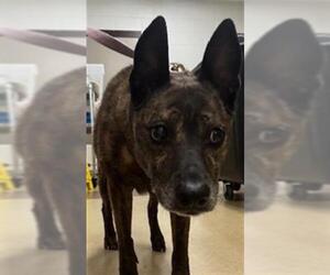American Staffordshire Terrier Dogs for adoption in Derwood, MD, USA