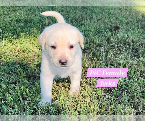 Medium Photo #42 Labrador Retriever Puppy For Sale in EDGEWOOD, TX, USA