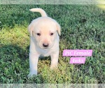 Small Photo #42 Labrador Retriever Puppy For Sale in EDGEWOOD, TX, USA