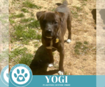 Small #6 Labrador Retriever Mix