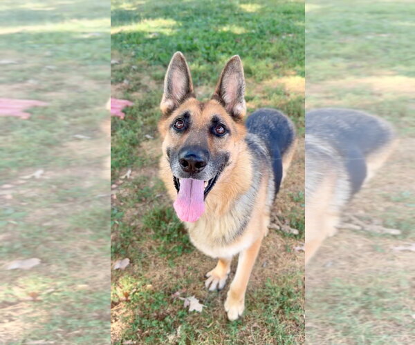 Medium Photo #2 German Shepherd Dog-Unknown Mix Puppy For Sale in Crystal, MN, USA