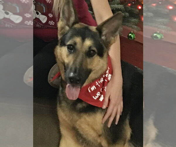 Medium Photo #5 German Shepherd Dog Puppy For Sale in Millburn, NJ, USA