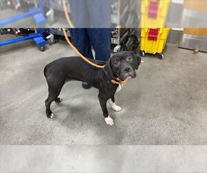 Medium Labrador Retriever Mix