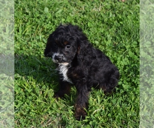 Cavapoo Puppy for sale in BARNESVILLE, KS, USA