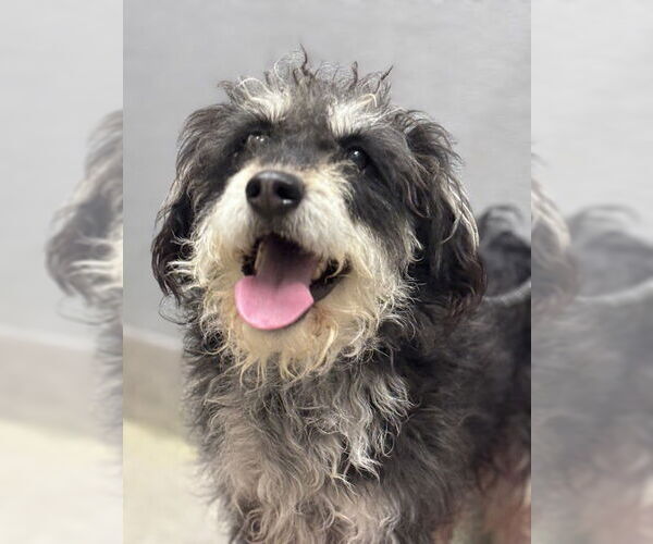 Medium Photo #1 Bearded Collie-Unknown Mix Puppy For Sale in Las Vegas, NV, USA