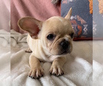 Small Photo #19 French Bulldog Puppy For Sale in JOHNS ISLAND, SC, USA