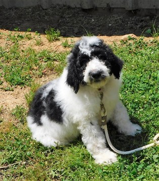 Medium Photo #1 Pyredoodle Puppy For Sale in DALLAS, GA, USA