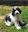 Small Photo #1 Pyredoodle Puppy For Sale in DALLAS, GA, USA
