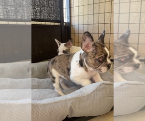 French Bulldog Puppy for sale in ZOLFO SPRINGS, FL, USA