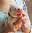 Small Photo #150 Dogo Argentino Puppy For Sale in JANE, MO, USA