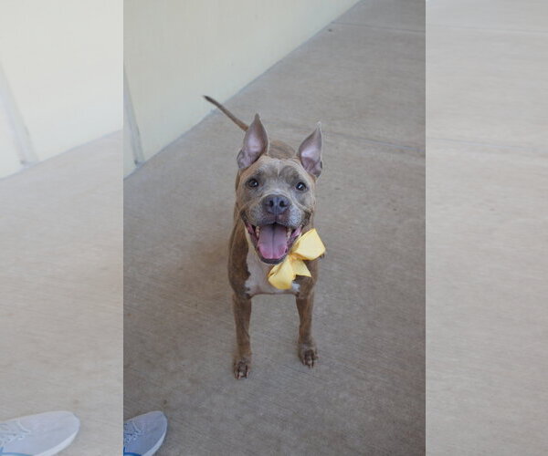 Medium Photo #1 American Pit Bull Terrier-Unknown Mix Puppy For Sale in McKinney, TX, USA