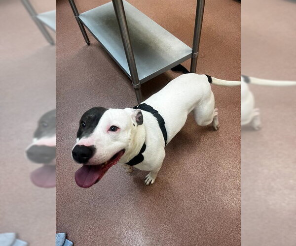 Medium Photo #1 Staffordshire Bull Terrier Puppy For Sale in Ogden, UT, USA