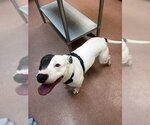 Small Staffordshire Bull Terrier