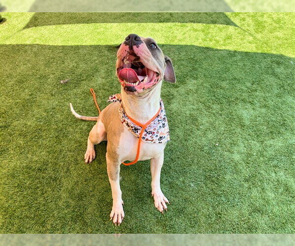 Medium Photo #1 Mutt Puppy For Sale in Orange, CA, USA