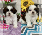 Small Shih Tzu