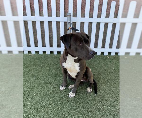 Medium Photo #1 Mutt Puppy For Sale in Modesto, CA, USA