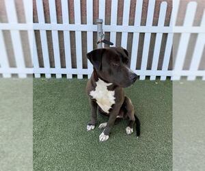 Mutt Dogs for adoption in Modesto, CA, USA