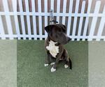 Small Mutt