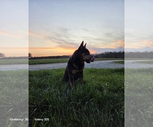 Mother of the Australian Cattle Dog puppies born on 05/08/2025