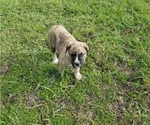 Small Photo #1 Border Collie-Bullmastiff Mix Puppy For Sale in GRANTSBURG, WI, USA