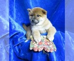 Small Photo #10 Shiba Inu Puppy For Sale in NORWOOD, MO, USA