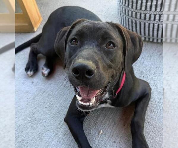 Medium Photo #17 Labrador Retriever-Unknown Mix Puppy For Sale in San Diego, CA, USA