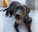 Small Photo #17 Labrador Retriever-Unknown Mix Puppy For Sale in San Diego, CA, USA