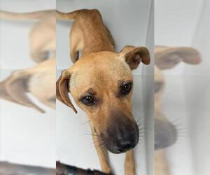 Shepradors Dogs for adoption in Houston, TX, USA