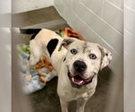 Small Staffordshire Bull Terrier