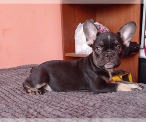 French Bulldog Puppy for sale in TAMPA, FL, USA
