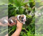 Small Photo #6 Bulldog Puppy For Sale in SAINT CLOUD, FL, USA