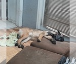 Small Photo #6 Malinois Puppy For Sale in ORCHARDS, WA, USA