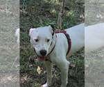 Small #6 Boxer Mix