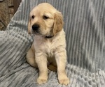 Small Photo #1 Golden Retriever Puppy For Sale in STRATFORD, OK, USA