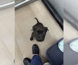 Labrador Retriever-Unknown Mix Dogs for adoption in San Diego, CA, USA