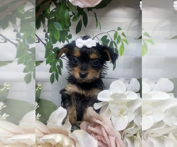 Medium Photo #20 Shorkie Tzu Puppy For Sale in SELLERSBURG, IN, USA