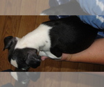 Small Photo #11 Boston Terrier Puppy For Sale in BEND, OR, USA