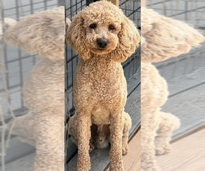 Father of the Goldendoodle puppies born on 08/08/2022