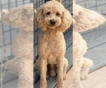 Small Photo #1 Goldendoodle Puppy For Sale in SOUTH BOSTON, VA, USA