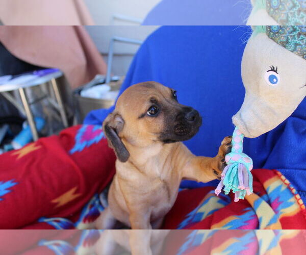 Medium Photo #1 Chiweenie Puppy For Sale in Imperial Beach, CA, USA