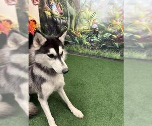 Siberian Husky Dogs for adoption in Globe, AZ, USA