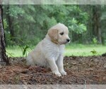 Small Photo #6 Goldendoodle Puppy For Sale in BERLIN, NJ, USA