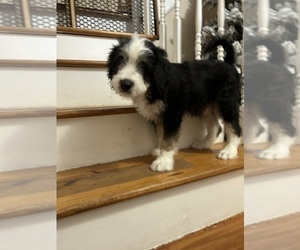 Bernedoodle Puppy for Sale in MOUNT SINAI, New York USA