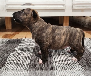 Bull Terrier Puppy for sale in MULDROW, OK, USA