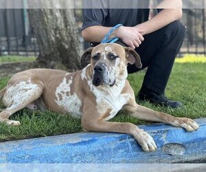 American Bulldog-Great Dane Mix Dogs for adoption in Redlands, CA, USA
