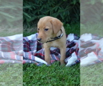 Small #1 Labrador Retriever
