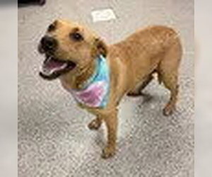 Black Mouth Cur-Labrador Retriever Mix Dogs for adoption in Bristol, CT, USA