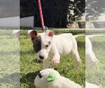 Small #2 Labrador Retriever Mix